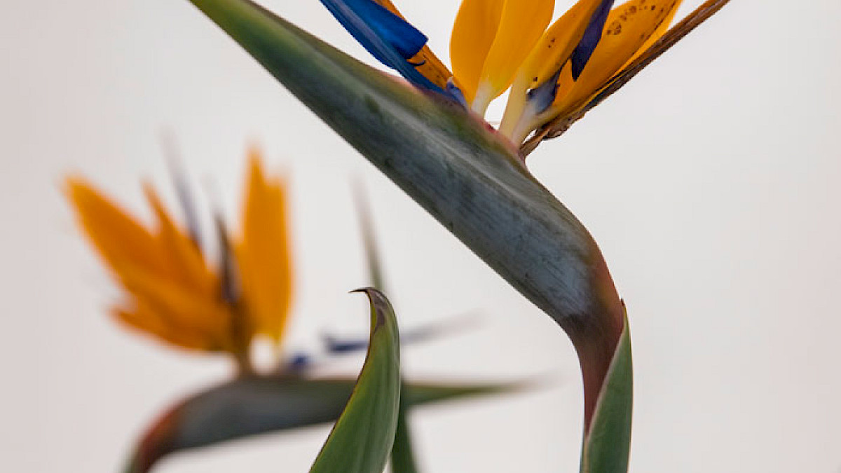 Mohamed Bourouissa- Brutal Family Roots (c) Selma Gurbuz