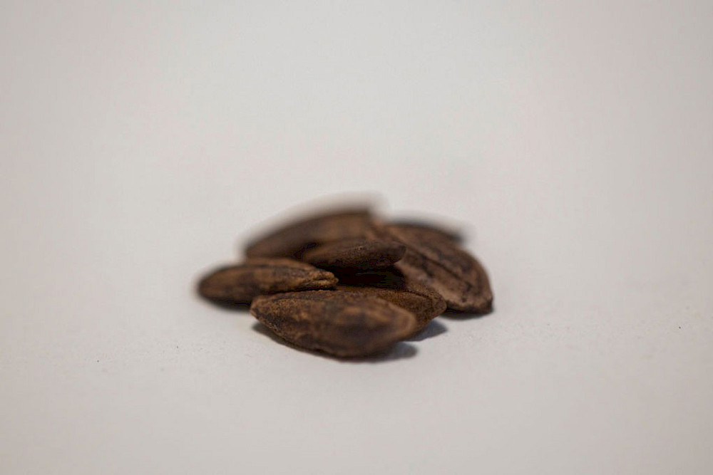 Kapwani Kiwanga - Semence (c) Selma Gurbuz