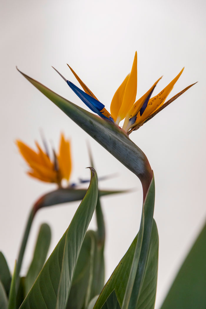 mohamed bourouissa- Brutal Family Roots (c)Selma Gurbuz